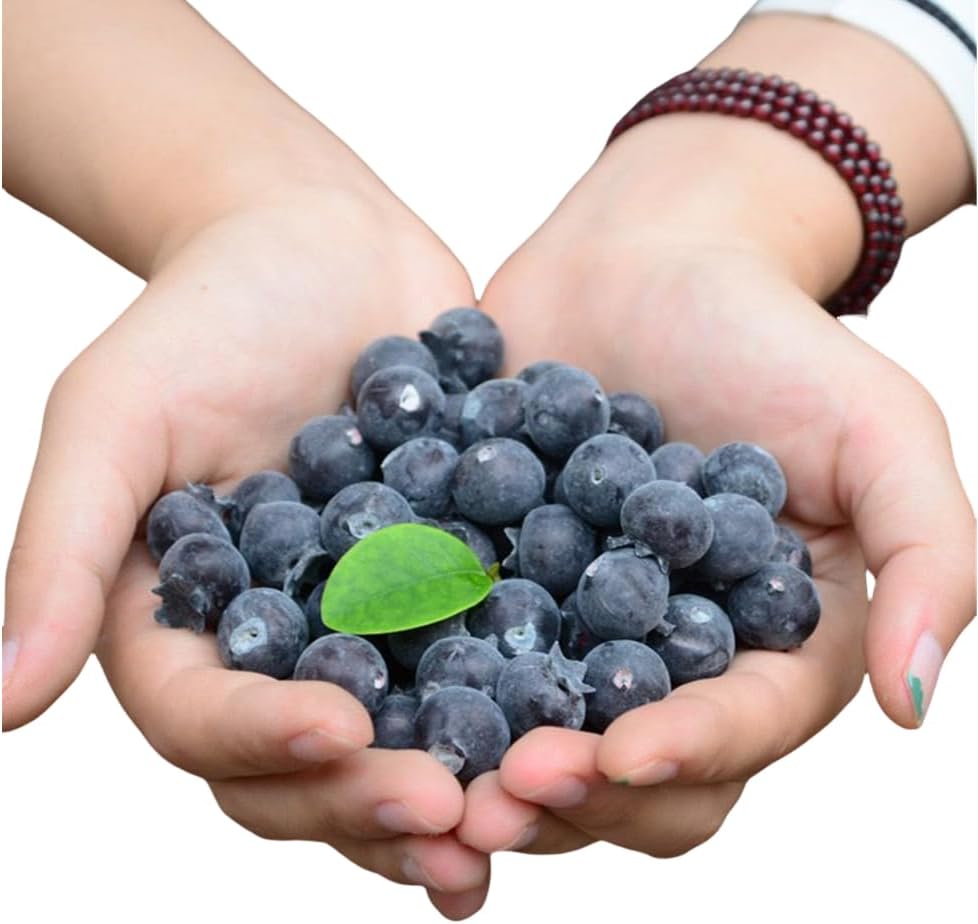 Rikyo 50 Piece Artificial Blueberries for Decor