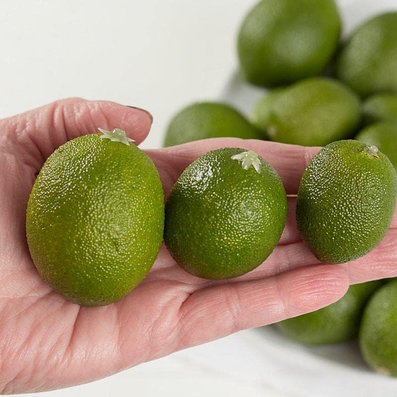 Factory Direct Craft Artificial Limes Set of 32