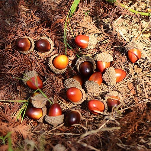 Wonuu 100 Piece Craft Acorn Decor Set
